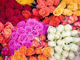 Fresh Flowers Manufacturer Supplier Wholesale Exporter Importer Buyer Trader Retailer in sangli Maharashtra India